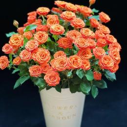 花友专享 | 多头玫瑰-橙色芭比 10枝（30朵+）