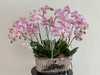 浪漫复兴 蝴蝶兰盆栽（每盆形态不同，介意慎拍） 商品缩略图1