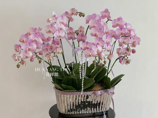浪漫复兴 蝴蝶兰盆栽（每盆形态不同，介意慎拍） 商品图1