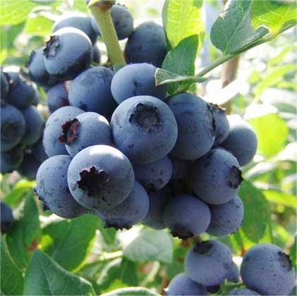 【普者黑优瑞卡黑蓝莓】产自核心景区/脆甜 爆浆口感 顺丰包邮/花青素之王 商品图2