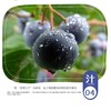 【普者黑优瑞卡黑蓝莓】产自核心景区/脆甜 爆浆口感 顺丰包邮/花青素之王 商品缩略图1