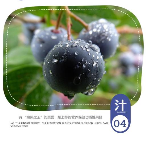 【普者黑优瑞卡黑蓝莓】产自核心景区/脆甜 爆浆口感 顺丰包邮/花青素之王 商品图1