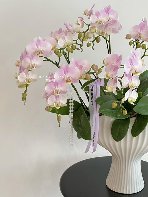 [ 春韵花语 ] 蝴蝶兰盆栽 商品图5