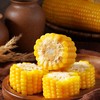 疆农家有机玉米家庭装1.2kg/袋（多规格） 商品缩略图3