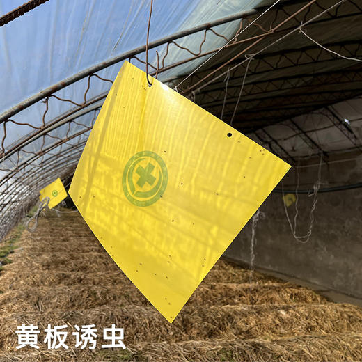 【包邮】密农人家 农家新鲜赤松茸 2斤/3斤  鲜美菌菇 蘑菇煲汤 菌香浓郁  应季蘑菇 商品图5