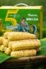 【粗粮美农】西双版纳香甜糯小玉米包谷 商品缩略图1