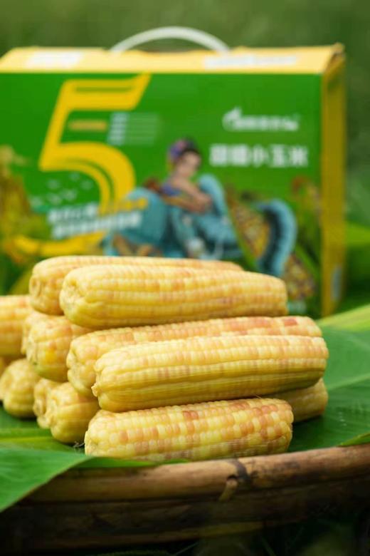 【粗粮美农】西双版纳香甜糯小玉米包谷 商品图1