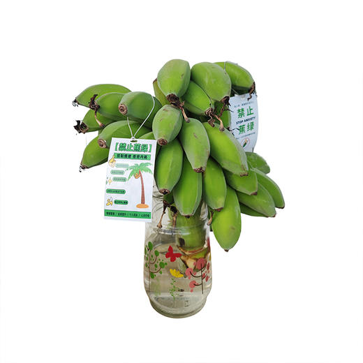 【"禁止蕉绿 "水培苹果蕉】没熟是绿植 熟后是水果 办公室新宠 商品图8