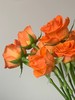 玫瑰-橙色系|新客福利 商品缩略图1