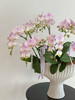 [ 春韵花语 ] 蝴蝶兰盆栽 商品缩略图6