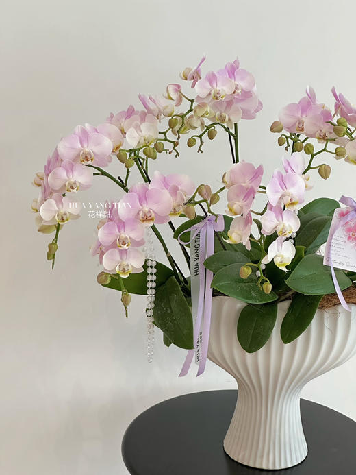 [ 春韵花语 ] 蝴蝶兰盆栽 商品图6