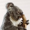 【申请费】澳大利亚动物保护国际志愿者 商品缩略图4