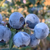 【抚仙湖花香蓝莓】 湖边蓝莓全部来源于绿色无公害的 种植 香甜爽口果香浓郁 果粒饱满一年一熟高标 准种植 每一颗浆果长的水灵饱满多汁清甜 商品缩略图0