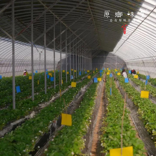 生态冻干草莓（成都仓库-顺丰快递 ）| 30g/袋，来自陕西咸阳，生产者：沃野青青【合作生产，公平贸易】 商品图6