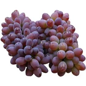 新鲜水果 茉莉香葡萄250g