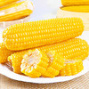  稻宝昌 东北鲜制黄糯玉米棒真空 8穗2200g 商品缩略图5