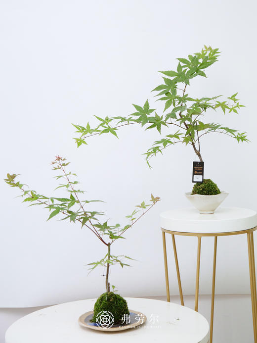 苔藓球红枫 商品图0