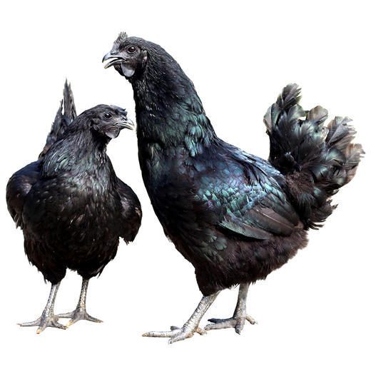 【员工专享】桂柳~乌鸡 商品图2