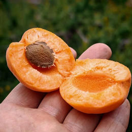大凉山蜜杏 两千多米高海拔深山里 背出来的美味