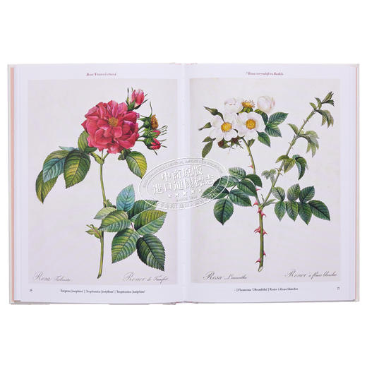 【中商原版】Redoute Roses 进口艺术 雷杜德：玫瑰 Taschen 商品图5