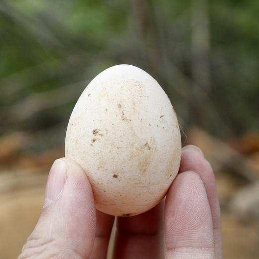 L清远鸡土鸡蛋30枚 商品图2