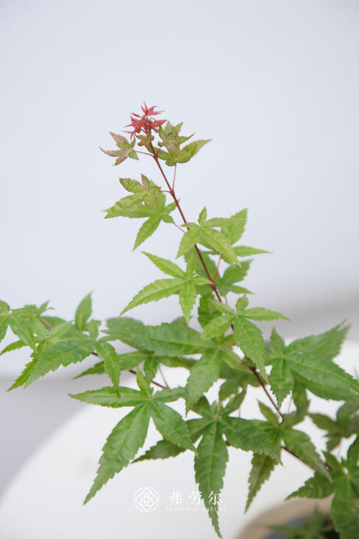 苔藓球红枫 商品图2