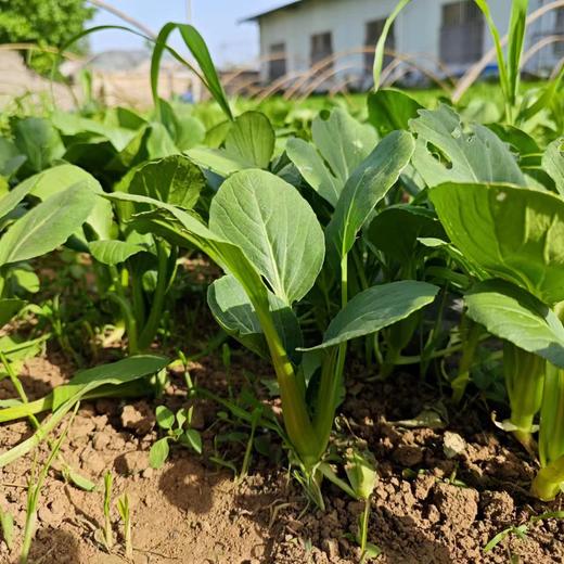 生态河南蔬菜箱（甜菜根土豆茄子小冬瓜）| 合作生产*ecological salad vegetable box  | Coproduction 商品图3