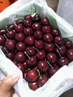 脆甜樱桃  当季时鲜  口感浓郁  肉厚多汁鲜泽泽