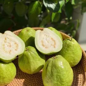 台湾芭乐(白心)/kg