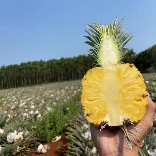 海南树上熟 不催熟 不冷藏 不喷保鲜剂芒*果*凤*梨 | 凤*梨界天花板 高品质 高复购 商品图2