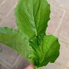生态河南蔬菜箱（甜菜根土豆茄子小冬瓜）| 合作生产*ecological salad vegetable box  | Coproduction 商品缩略图4