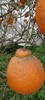 【推荐】不知火丑橘（生态柑橘）几近野放、富含Vc、通过392项农残检测 商品缩略图5