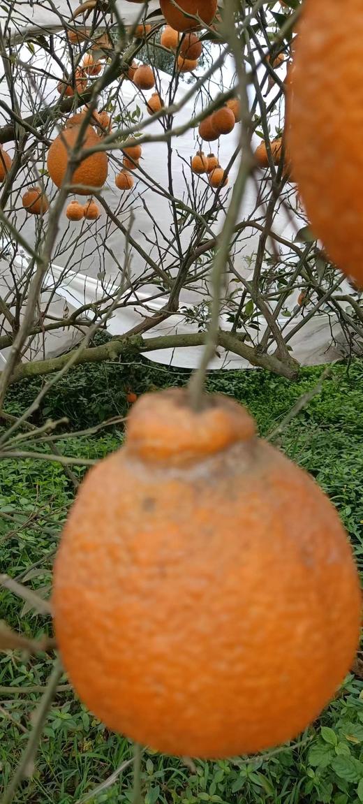 【推荐】不知火丑橘（生态柑橘）几近野放、富含Vc、通过392项农残检测 商品图5