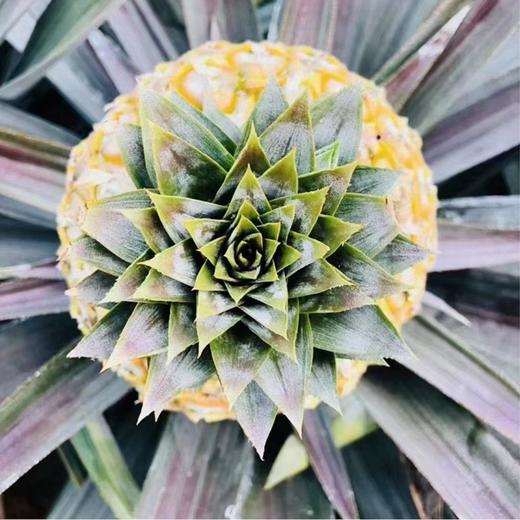 海南树上熟 不催熟 不冷藏 不喷保鲜剂芒*果*凤*梨 | 凤*梨界天花板 高品质 高复购 商品图3