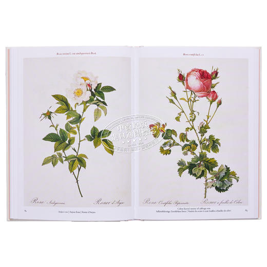 【中商原版】Redoute Roses 进口艺术 雷杜德：玫瑰 Taschen 商品图6