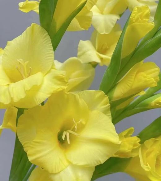剑兰 | 剑兰黄色 商品图0