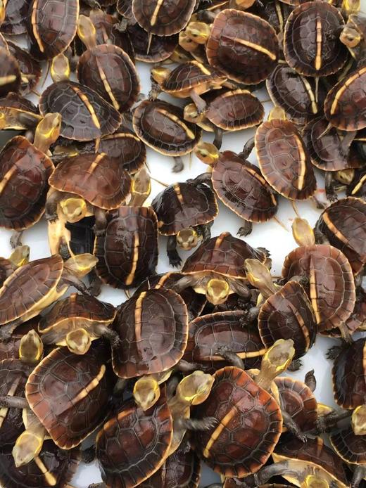 黄缘储备金300 商品图0