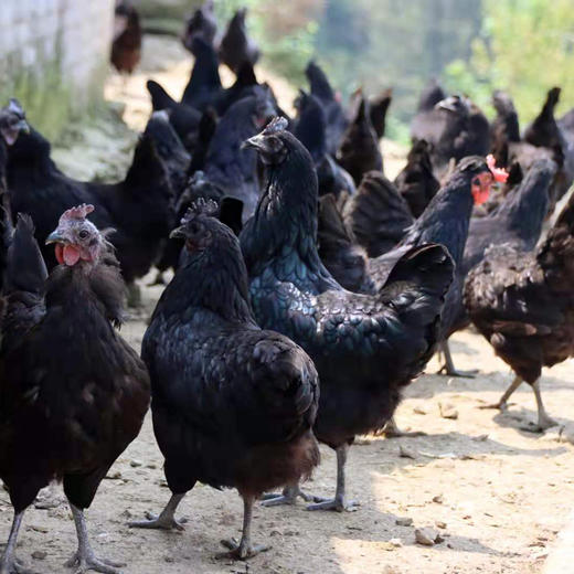 【员工专享】桂柳~乌鸡 商品图3