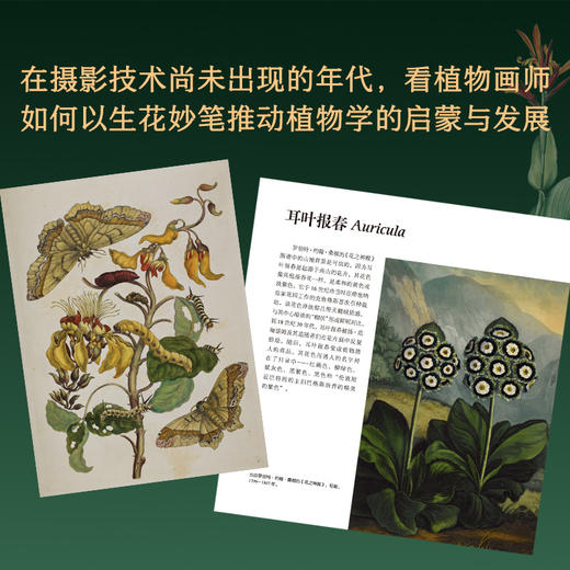 花朵传奇：大航海时代的植物图谱 植物大发现 植物绘画 图谱 大英图书馆出品 商品图8