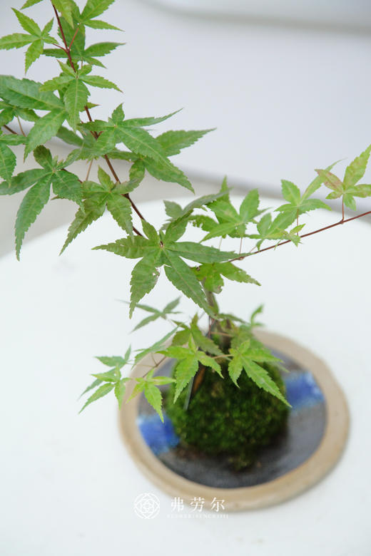 苔藓球红枫 商品图1