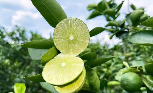 【品牌直发】6瓶💰29.9！佰恩氏小青柠果汁饮料，狂喝不胖，一瓶不到5元！生啃水果既视感！极简配料，好喝安心！ 东南亚进口无籽小青柠 NPC非浓缩还原，鲜榨榨取 干净无添加，0脂肪/0色素/防腐剂 商品图5