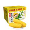  稻宝昌 东北鲜制黄糯玉米棒真空 8穗2200g 商品缩略图0