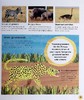 【中商原版】DK毛毛虫小百科 动物The Very Hungry Caterpillar's Very First Animal Encyclopedia英文原版儿童科普绘本 精装 商品缩略图6
