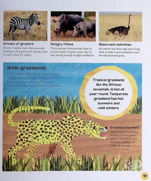 【中商原版】DK毛毛虫小百科 动物The Very Hungry Caterpillar's Very First Animal Encyclopedia英文原版儿童科普绘本 精装 商品图6