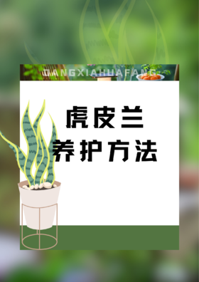 虎皮兰盆栽的养护方法