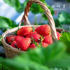 生态冻干草莓（成都仓库-顺丰快递 ）| 30g/袋，来自陕西咸阳，生产者：沃野青青【合作生产，公平贸易】 商品缩略图4