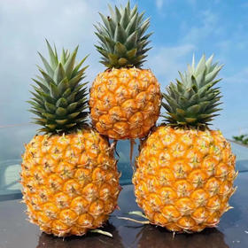 海南树上熟 不催熟 不冷藏 不喷保鲜剂芒*果*凤*梨 | 凤*梨界天花板 高品质 高复购