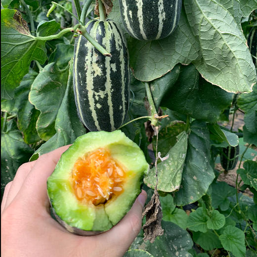 山东博洋9号蜜瓜【顺丰/京东发货】 商品图5