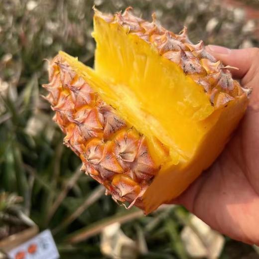 海南树上熟 不催熟 不冷藏 不喷保鲜剂芒*果*凤*梨 | 凤*梨界天花板 高品质 高复购 商品图5