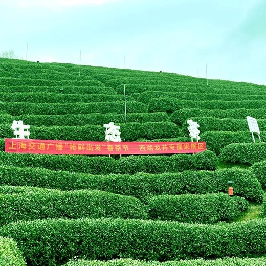 浙礼【2024早春鲜·金奖特级西湖龙井】西湖核心产区 商品图1